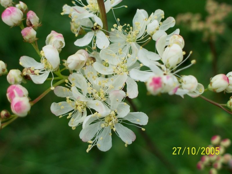 Filipendula vulgaris / Olmaria peperina